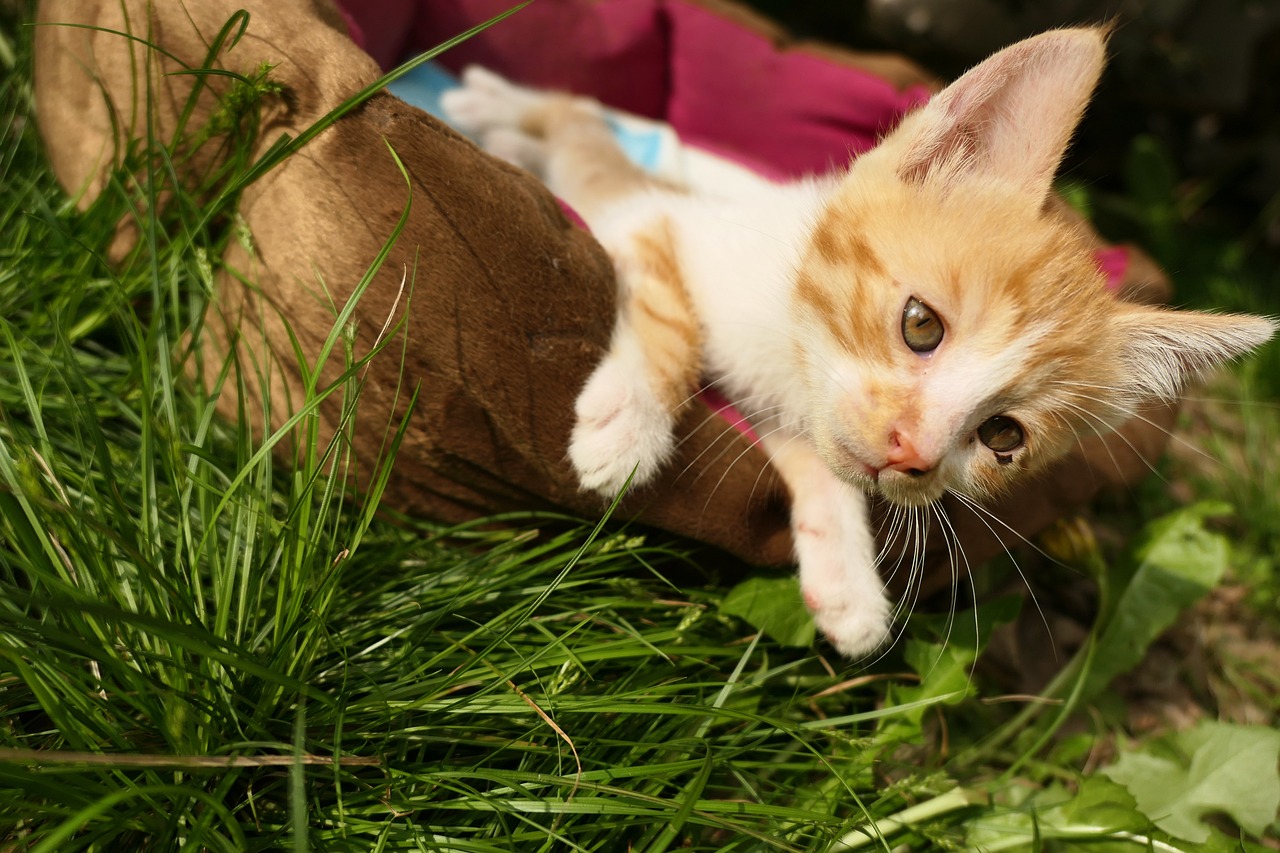 探索猫咪世界，猫咪猫咪最新版下载及指南
