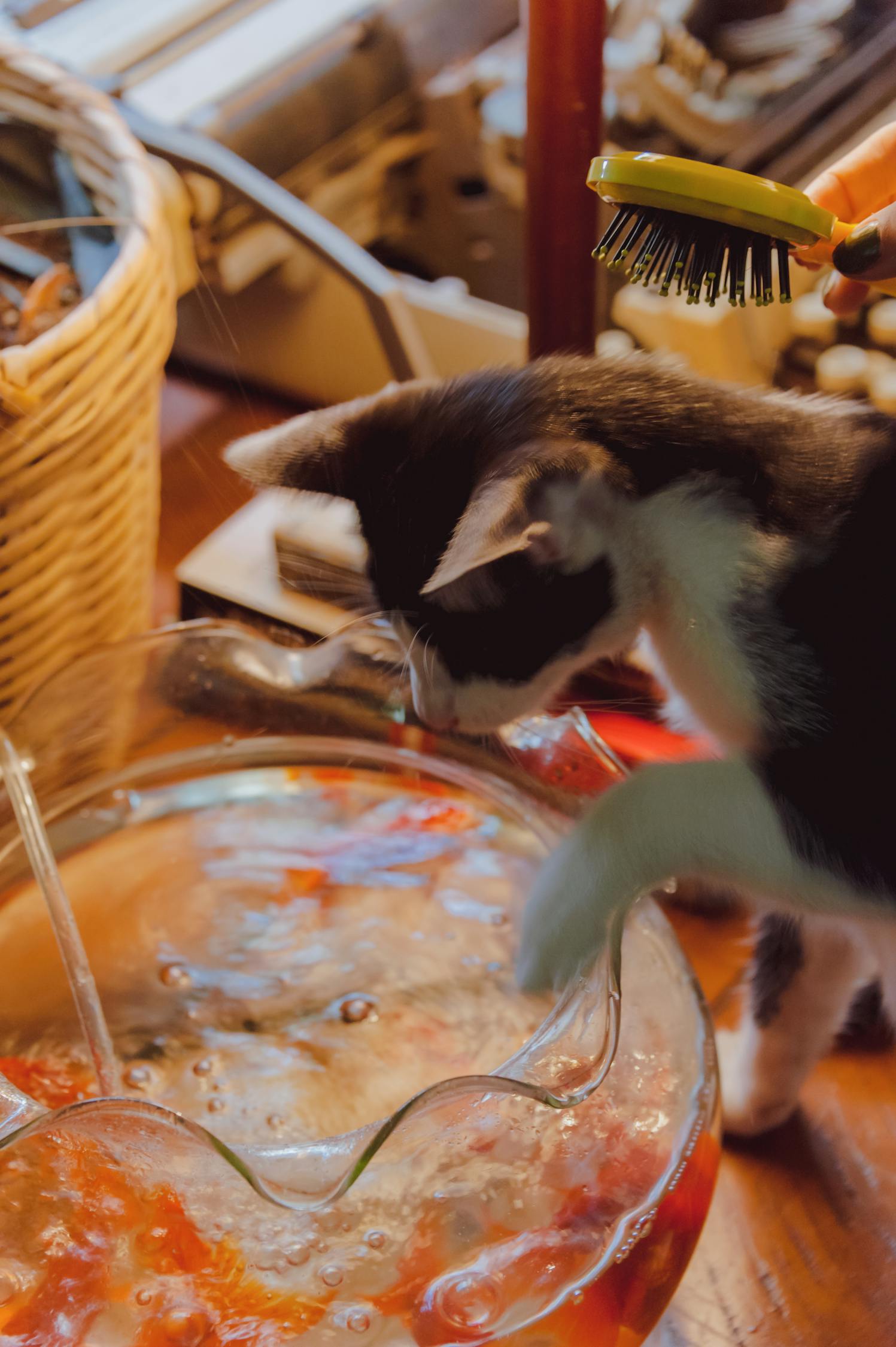 猫咪视频官方最新版，猫咪世界的全新探索体验