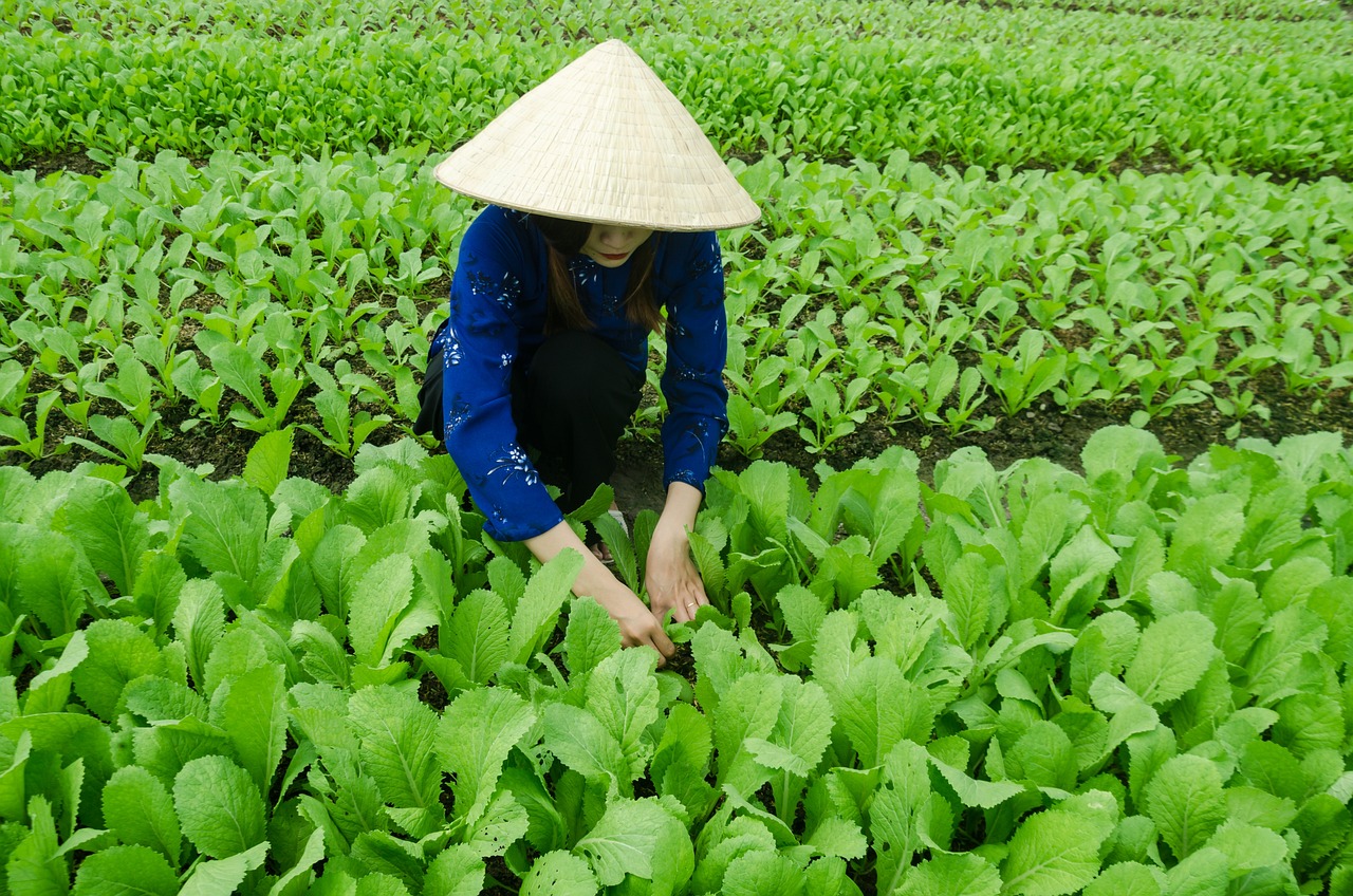 紫杉醇资讯，医疗领域的应用与发展动态