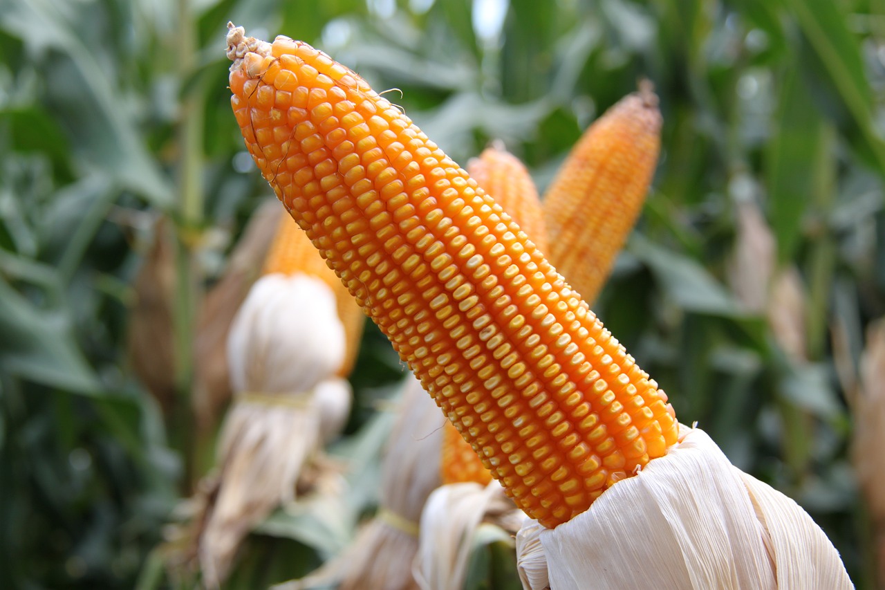 玉米大豆最新价格行情及分析概述